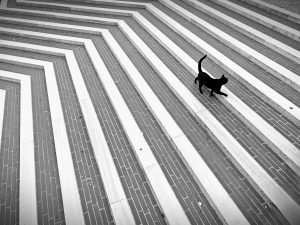 Seu Pet Está te Avisando? Sinais Secretos que Você Precisa Conhecer